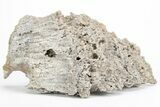 Agatized Fossil Coral Geode - Florida #213015-1
